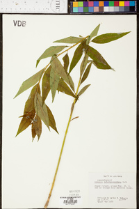 Amsonia tabernaemontana image