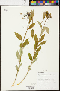 Amsonia tabernaemontana var. tabernaemontana image