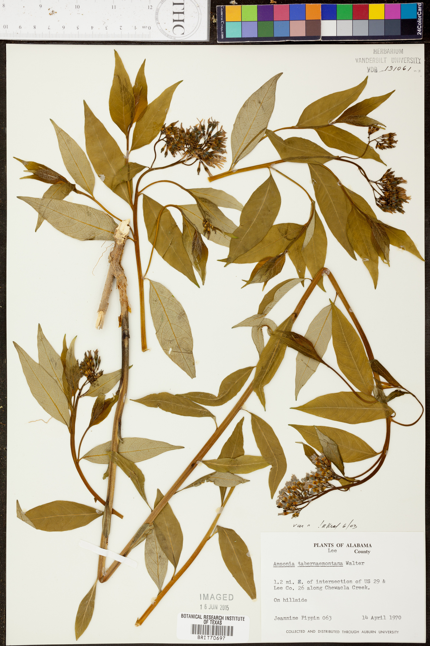 Amsonia tabernaemontana var. tabernaemontana image