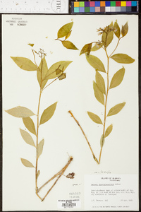 Amsonia tabernaemontana image