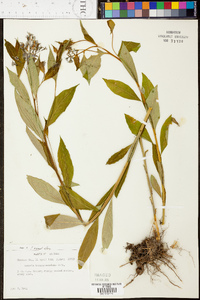 Amsonia tabernaemontana var. tabernaemontana image