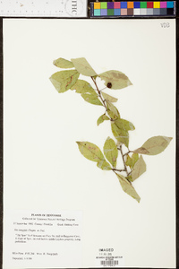 Ilex longipes image