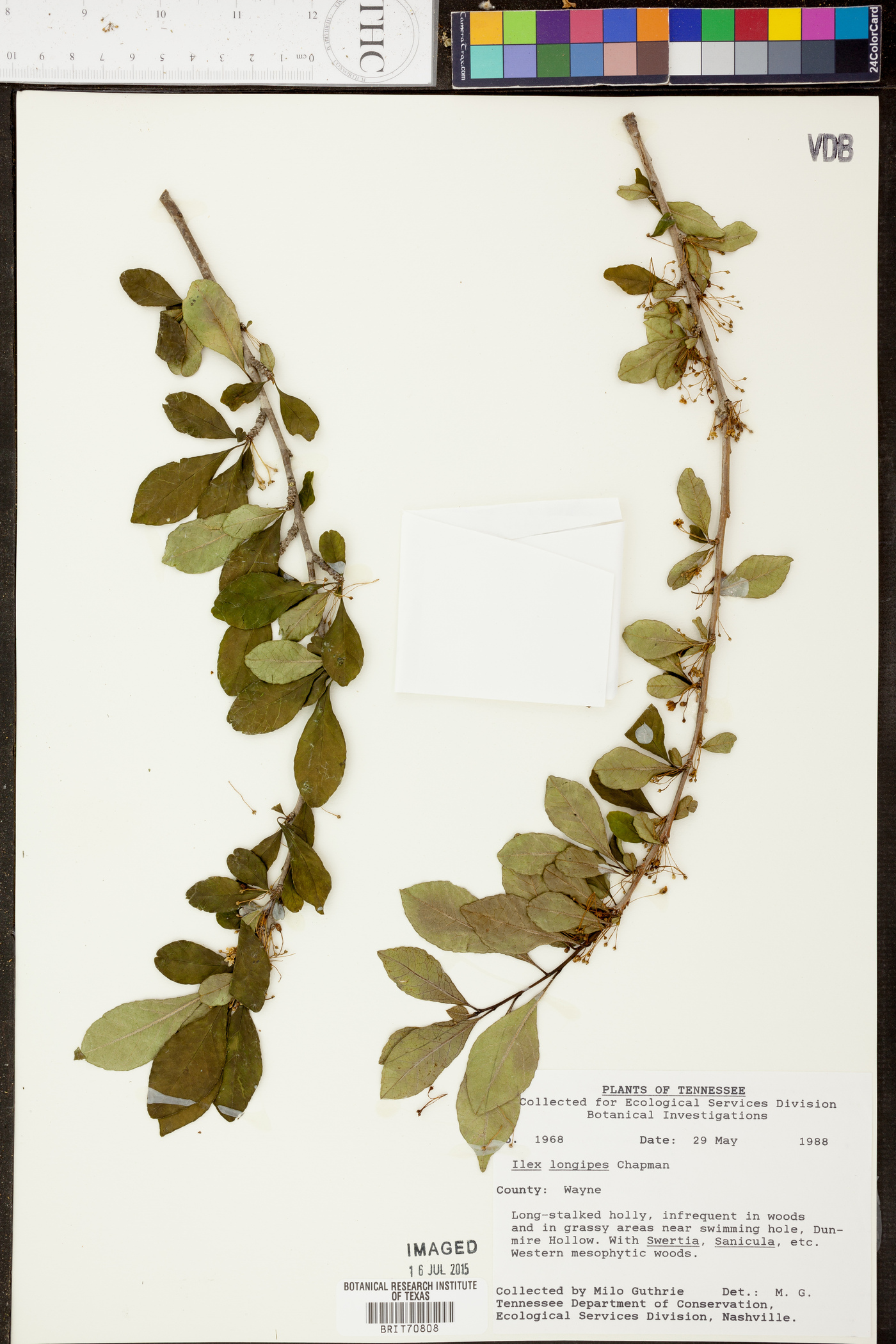 Ilex longipes image