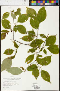 Ilex montana image