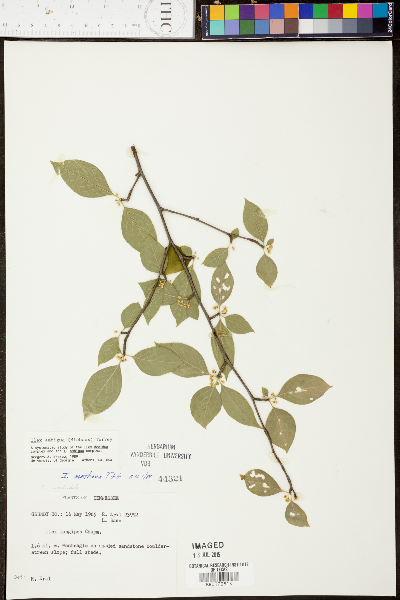 Ilex montana image