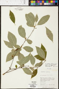 Ilex montana image