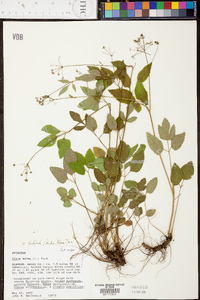 Zizia trifoliata image