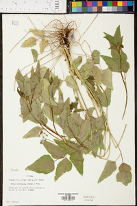 Zizia trifoliata image