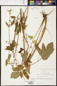 Zizia trifoliata image