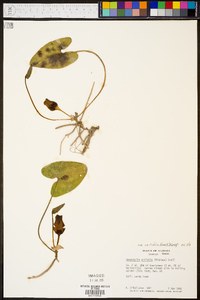 Hexastylis arifolia var. callifolia image