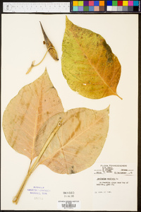 Asclepias exaltata image