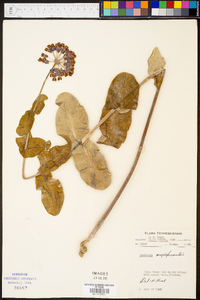 Asclepias amplexicaulis image