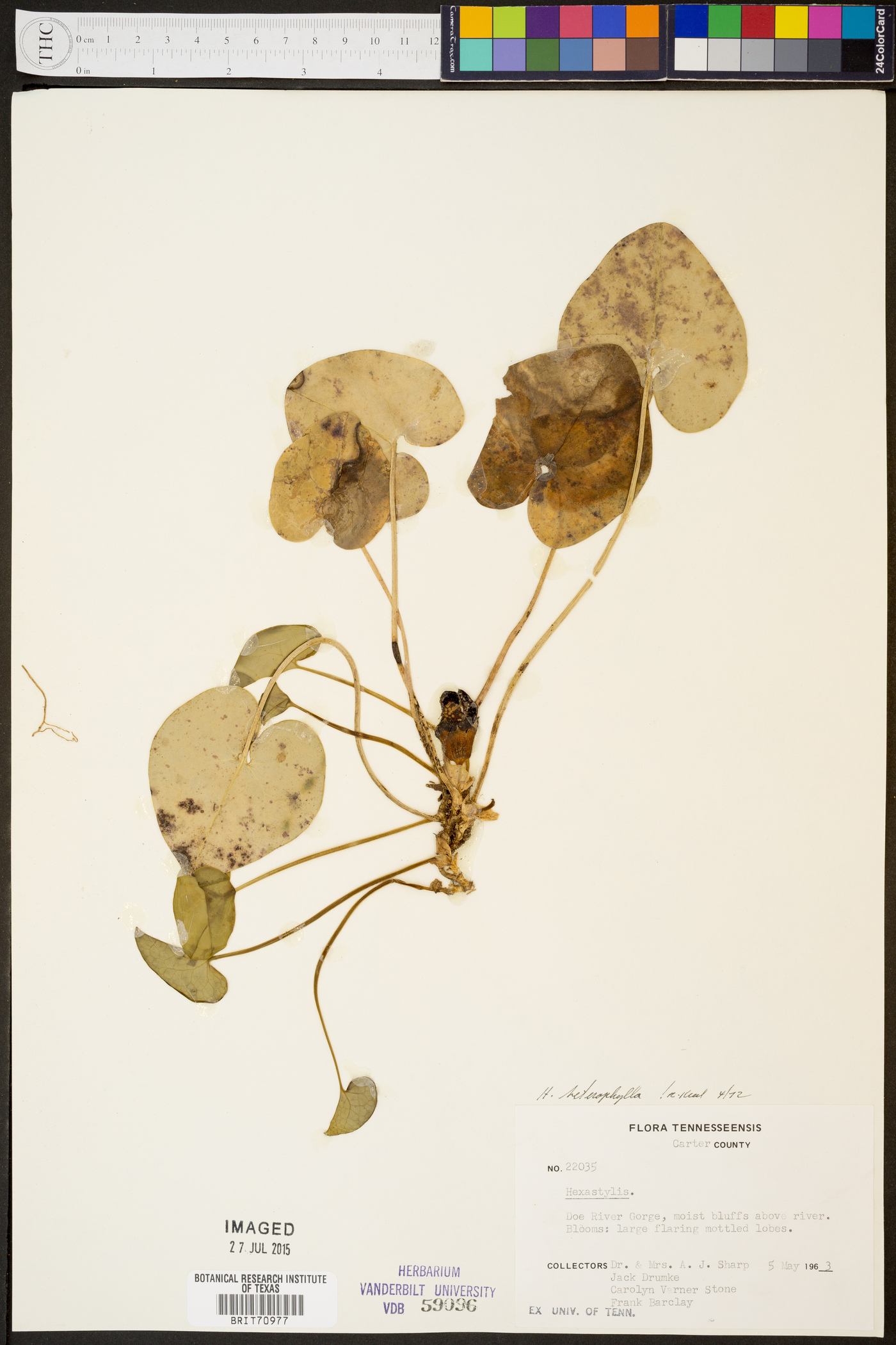 Hexastylis heterophylla image