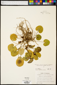 Hexastylis contracta image