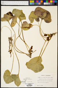 Hexastylis arifolia image