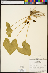 Hexastylis arifolia image