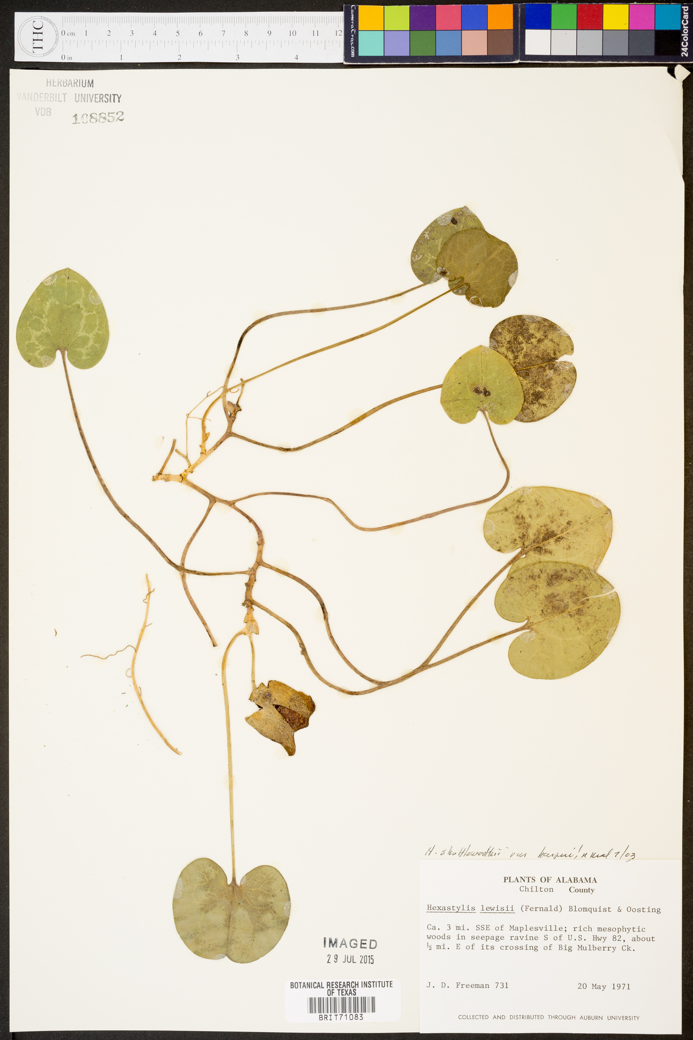 Hexastylis shuttleworthii var. harperi image