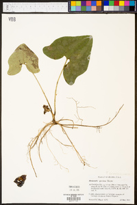 Hexastylis speciosa image