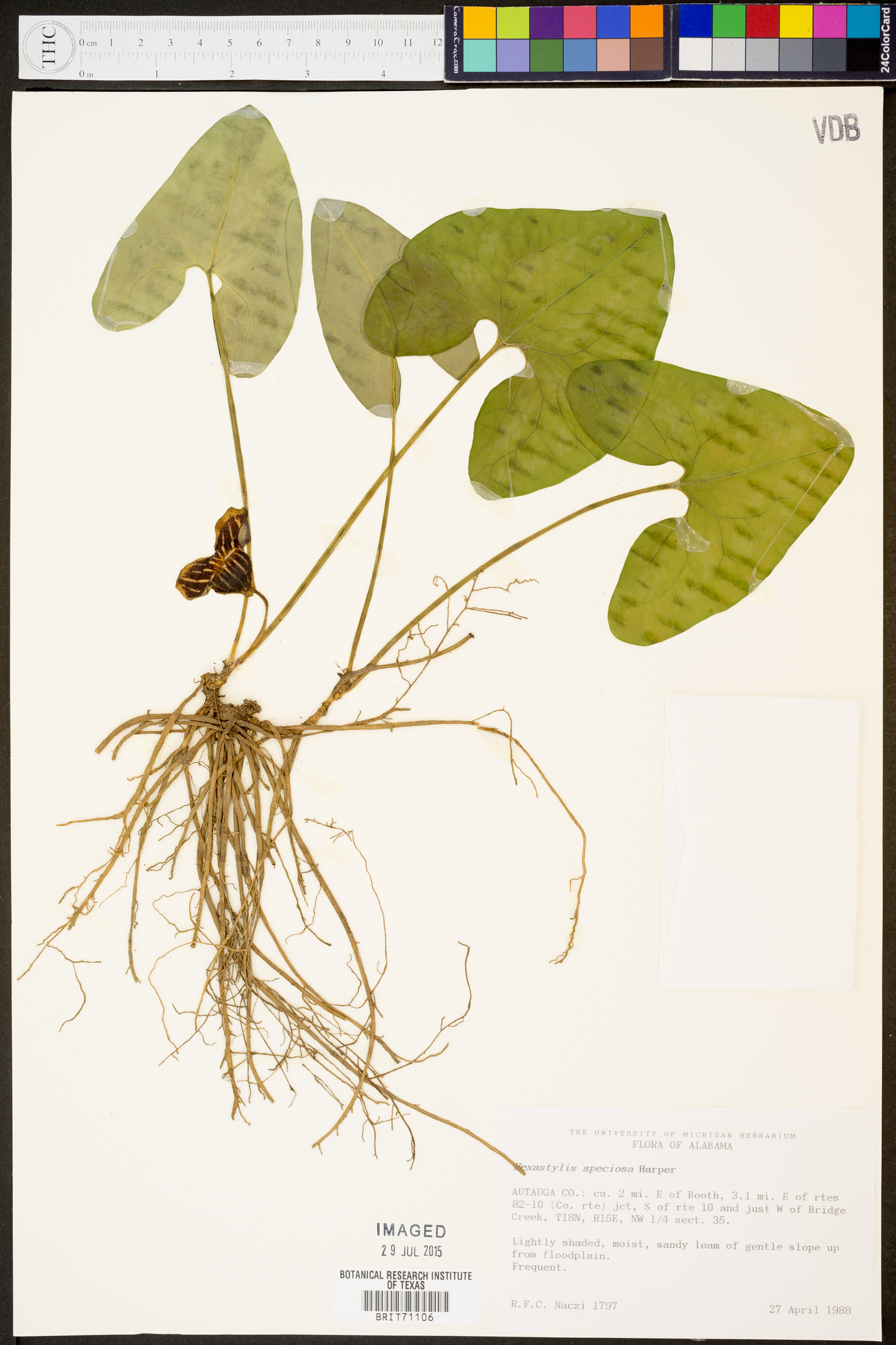 Hexastylis speciosa image