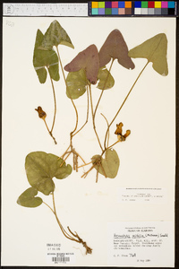 Hexastylis arifolia image