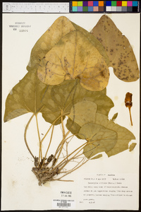 Hexastylis arifolia image