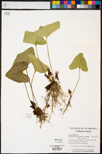 Hexastylis arifolia image