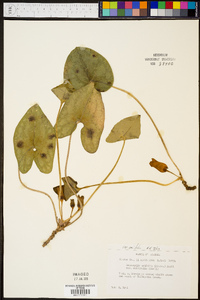 Hexastylis arifolia var. arifolia image