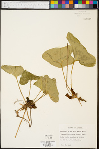 Hexastylis arifolia image