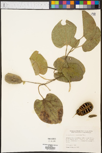 Isotrema tomentosa image