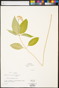 Asclepias quadrifolia image