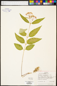 Asclepias quadrifolia image