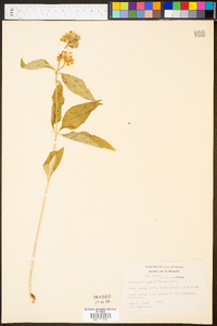 Asclepias quadrifolia image