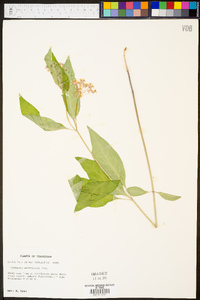 Asclepias quadrifolia image