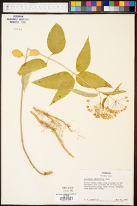 Asclepias quadrifolia image