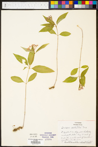 Asclepias quadrifolia image