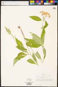 Asclepias quadrifolia image