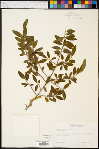 Ilex vomitoria image