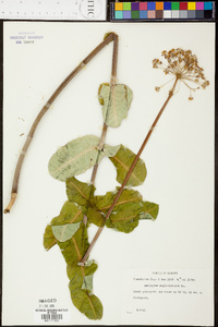 Asclepias amplexicaulis image