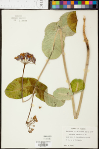 Asclepias amplexicaulis image