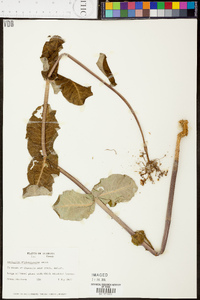 Asclepias amplexicaulis image