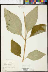 Asclepias exaltata image