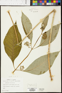 Asclepias exaltata image