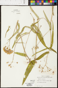 Asclepias rubra image