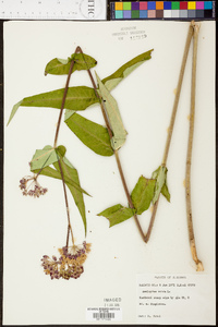 Asclepias rubra image