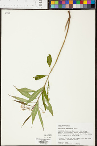 Asclepias perennis image