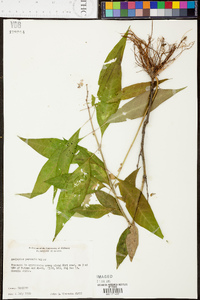 Asclepias perennis image