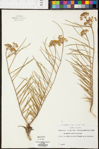 Asclepias michauxii image