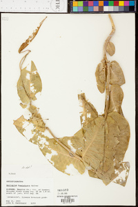 Asclepias humistrata image
