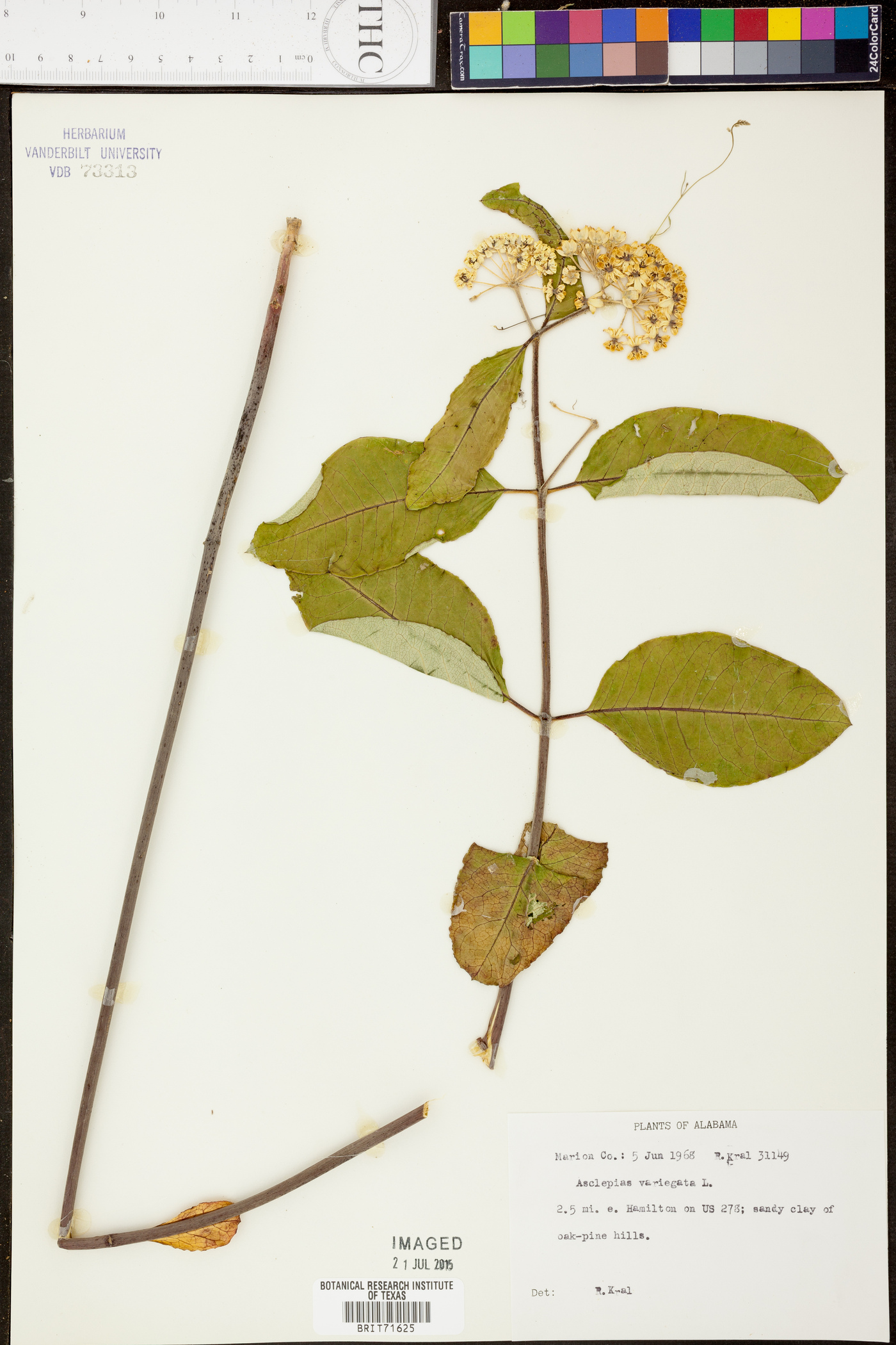 Asclepias variegata image