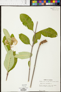 Asclepias variegata image